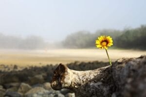 A RAY OF HOPE ABIDES WITHIN THE HEART