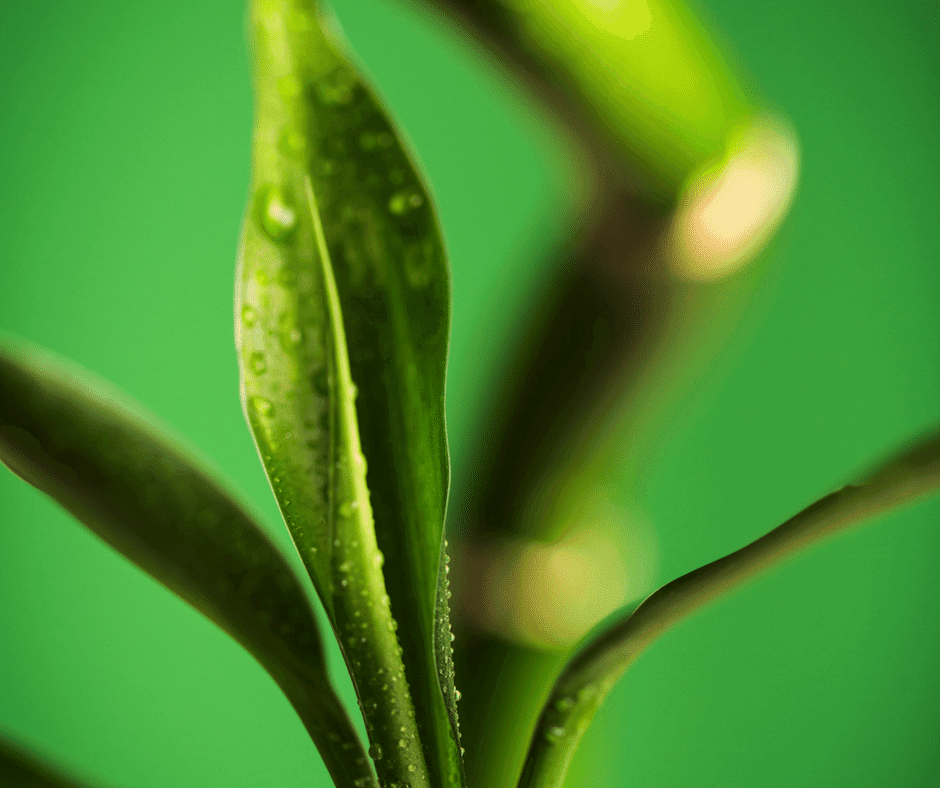 Lesson from the chinese bamboo tree