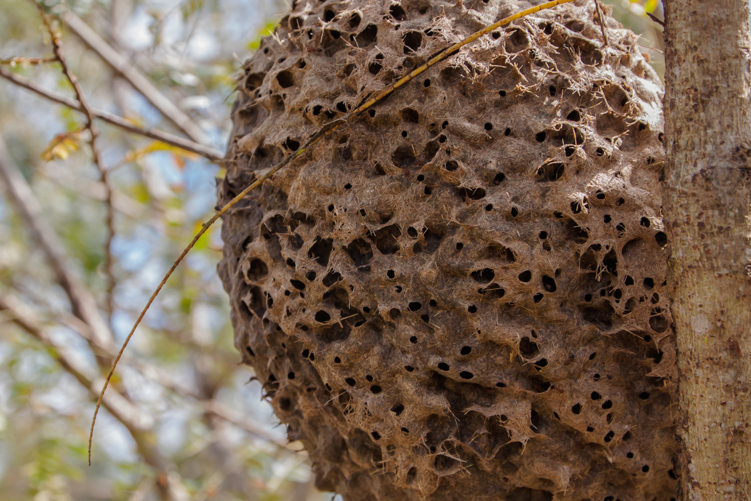 Ants Nest
